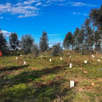 Woolshed Creek Thurgoona N.S.W - Enviro Culture Services