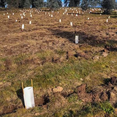 Woolshed Creek Thurgoona N.S.W - Enviro Culture Services