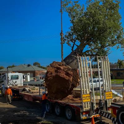 Super Advanced Tree Planting - Enviro Culture Albury