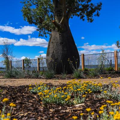Super Advanced Tree Planting - Enviro Culture Albury