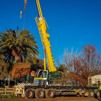 Super Advanced Tree Planting - Enviro Culture Albury