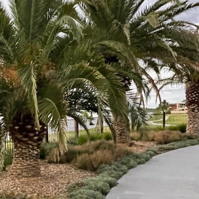 Super Advanced Tree Planting - Enviro Culture Albury