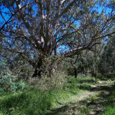 Murray River Walking Trail - Enviro Culture Albury