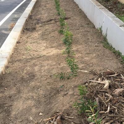 High Street Off Ramp Wodonga - Enviro Culture Albury